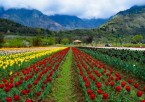 Pahalgam to Srinagar